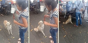 Yiyecek Standının Önünde Bekleyerek Müşterilerden Yiyecek İsteyen Akıllı Köpek