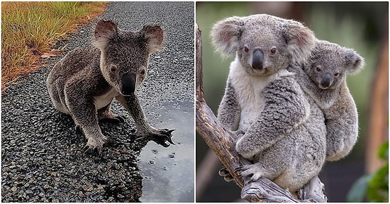 Miskin Halleriyle Herkesin Sevgisini Kazanan Koalalar da 'Fonksiyonel' Olarak Tükenen Hayvanlar Arasına Girdi!