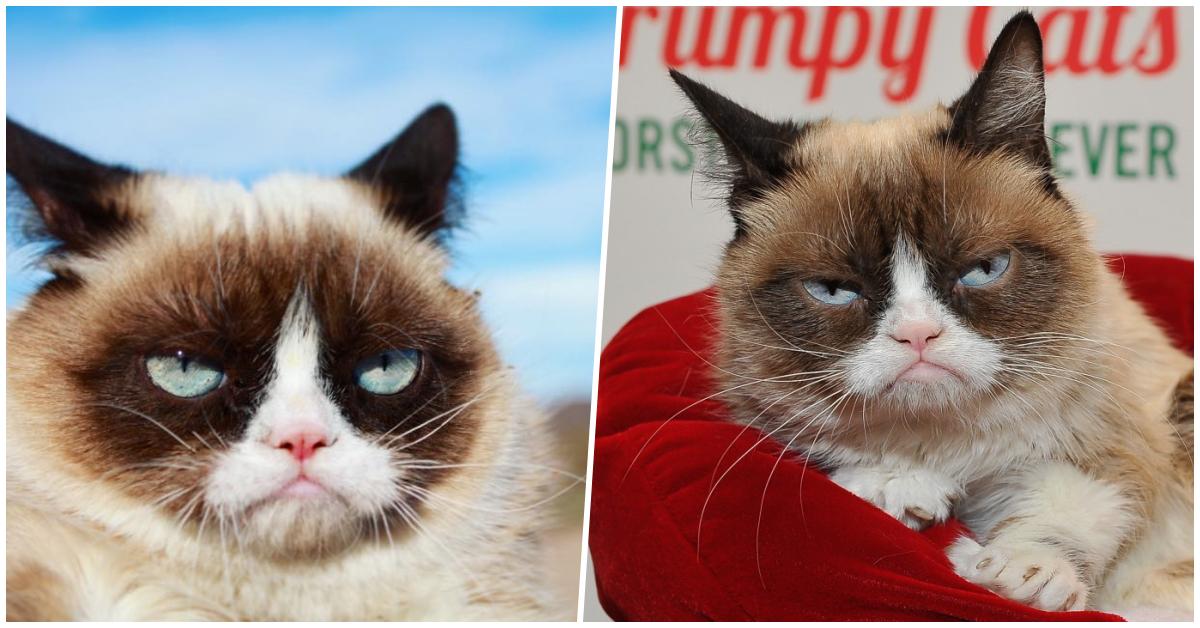 Mutsuz Surat İfadesi ile Herkesi Kendine Hayran Bırakan Kedi �Grumpy