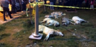 Türkiye'de Bir İlk: Ankara Büyükşehir Belediyesi Katledilen 16 Köpeğin Davasına Müşteki Sıfatıyla Katılacak