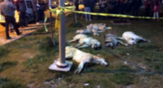 Türkiye'de Bir İlk: Ankara Büyükşehir Belediyesi Katledilen 16 Köpeğin Davasına Müşteki Sıfatıyla Katılacak