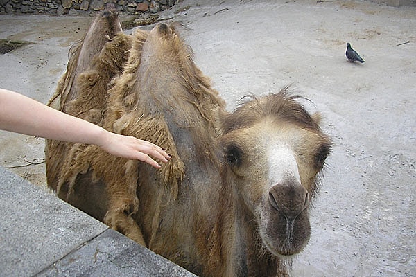 5. Работа над сценарием какого фильма так начинается: «По жёлтой среднеазиатской пустыне шагал плешивый верблюд»?