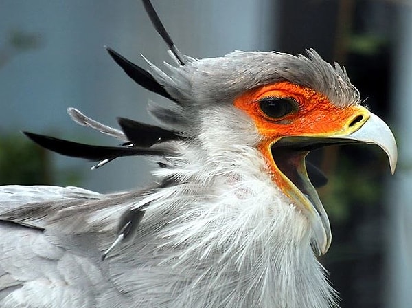 Эти величественные существа предпочитают открытые луга, степи и усеянные деревьями саванны. Они живут в местах, где трава довольно короткая, поэтому охотиться легче.