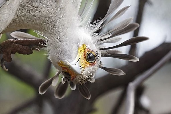 Ухаживание включает в себя взаимную демонстрацию преследования друг друга с расправленными крыльями, подобно тому, как они действуют, преследуя добычу на земле.