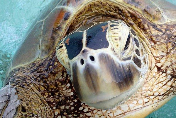 Dünya Kaplumbağa Günü