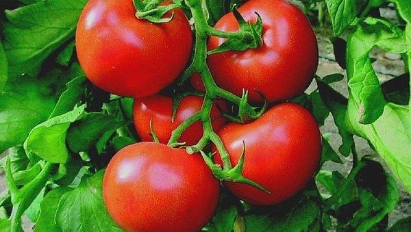 Öncelikle Amerika'nın keşfi ile yayılan sebzelerden başlayalım. İlk sırada domates yer alıyor.