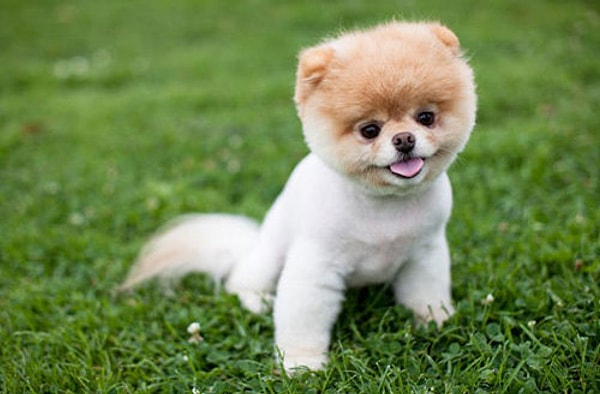 2. А как вы относитесь к животным? Любите ли вы их?