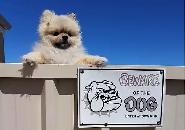 11. Самая опасная собака на районе =)