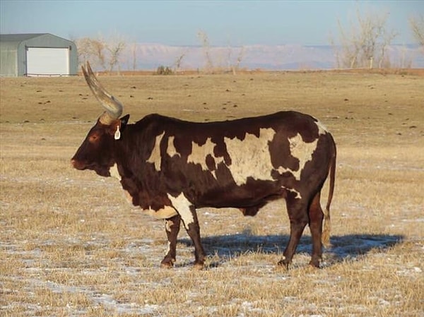 4. Бык с отверстиями