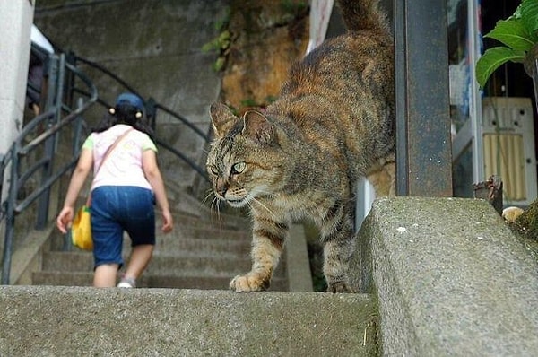 17. Громадный кот