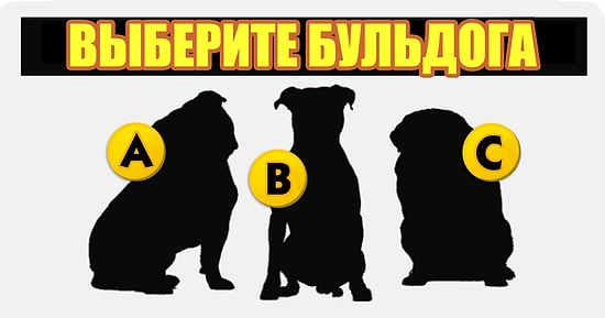 Тест: Вы сможете пройти этот тест хотя бы на 7/10, только если вы обожаете собак