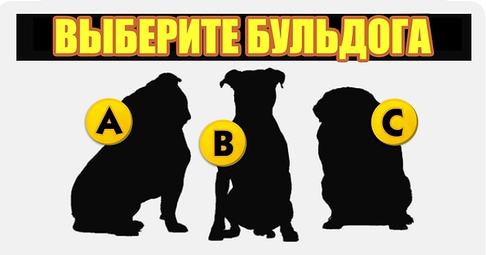 Тест: Вы сможете пройти этот тест хотя бы на 7/10, только если вы обожаете собак