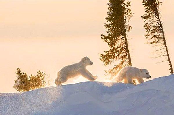 8. Hiç yorulmadan saatlerce birbirleriyle oynayan kardeş yavru kutup ayıları 😊