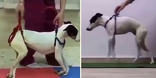 Fiziksel Engeli Bulunan Köpeğin Uzun Çabalar Sonucu Yeniden Yürümeye Başladığı Muhteşem Görüntüler
