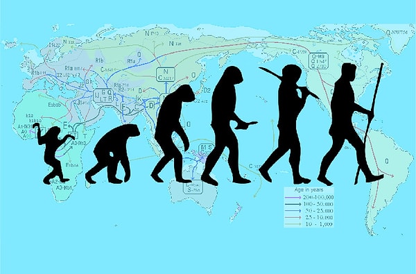 4. Какой из этих органов увеличился в размерах в три раза с начала эволюции человека?