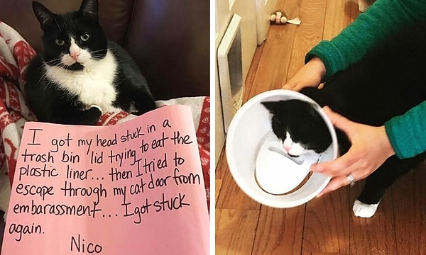 1. Кот, который дважды застрял - сперва в мусорном ведре, а затем и в кошачей двери