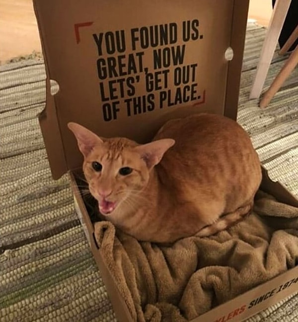 17. "Зачем мне дорогой домик, когда есть коробка?"