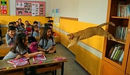 Öğrencilerden Hüzünlü Veda: Türkiye'nin Gündemindeki Kedi Tombi Yurt Dışına Gidiyor