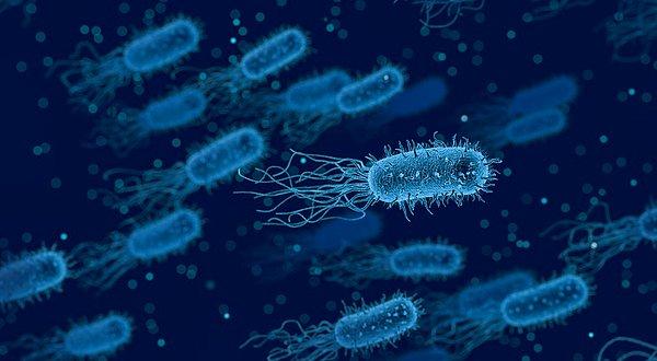 2. İnsan bedeninde bulunan bakteri sayısı, normal hücre sayısının 10 katıdır.