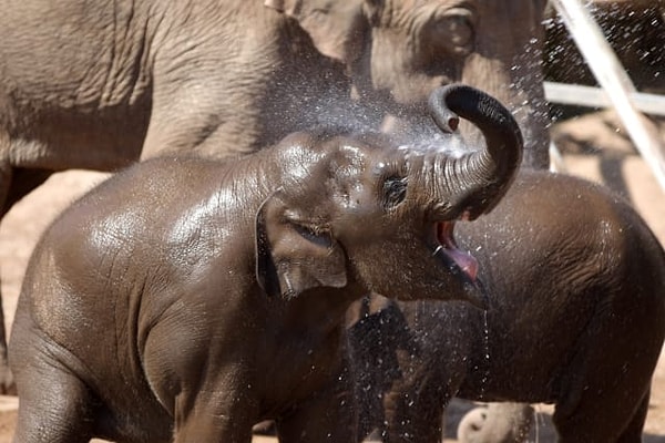 10. Можно купить бумагу, сделанную из слоновьего навоза.