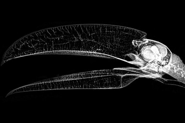 1. Кто это у нас тут такой?