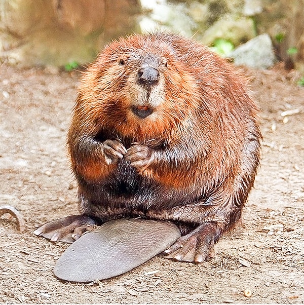 Посмотреть ответ: