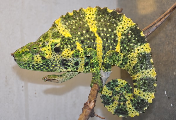 Посмотреть ответ: