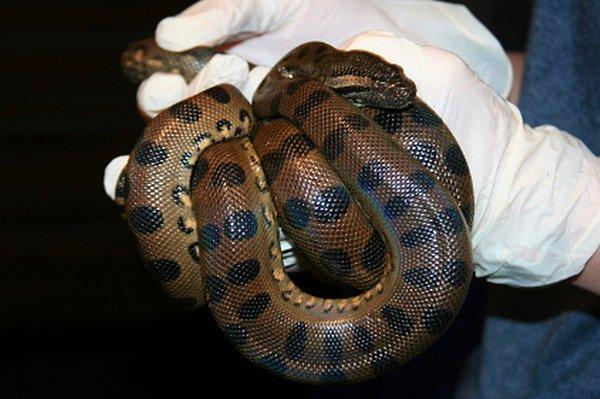 Bir dişi anakonda, yalnızca dişilerin bulunduğu bir sergide tutsak olarak yaşamasına rağmen iki yılan doğurdu.