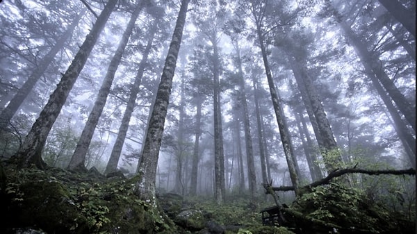 9. И последний вопрос: любите гулять по лесу?