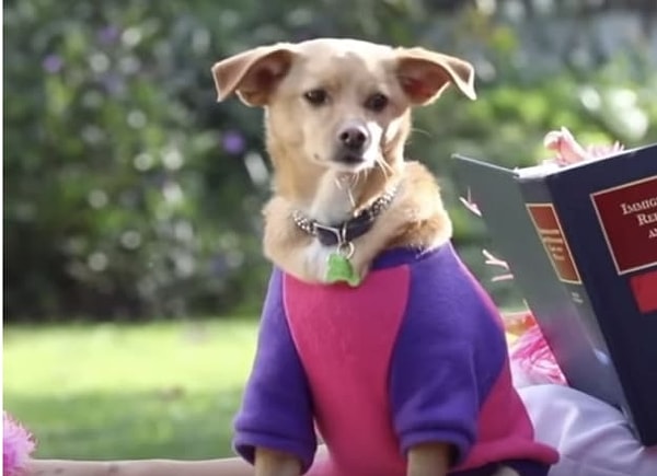 1. Кто щеголяет с этим модником на поводке?