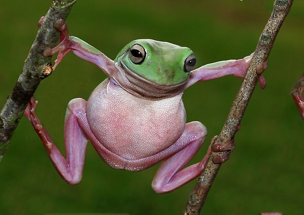 5. Правда ли, что лягушки - хладнокровные животные?