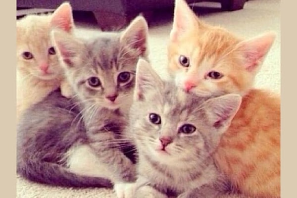 2. Один из этих милых котят может стать вашим. Какого выберете?