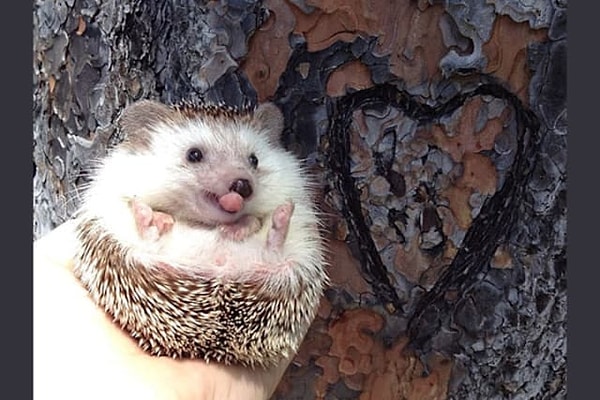 6. Какой из этих ежиков наиболее дорог вашему сердцу?