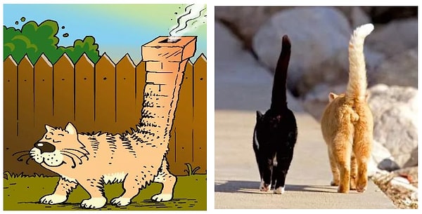 1. Если кошачий хвост стоит трубой, то это означает: