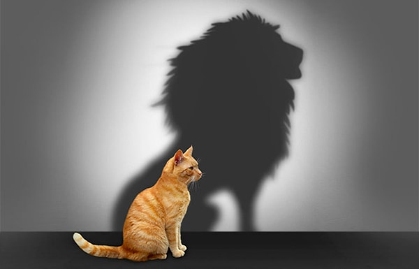 7. Почему котямба бьет хвостом об пол?