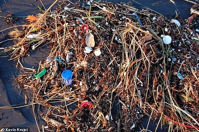 Projede görev alan isimlerden Lisa Moore ise Prochlorococcus bakterilerinin plastiklere yakın olduklarında bundan çok çabuk etkilendiklerini ve bu kirliliğin, bakteri popülasyonunda büyük düşüşe yol açacağını söylüyor.
