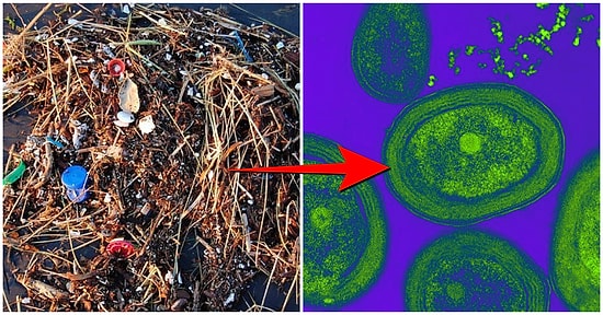 Tehlike Çok Büyük: Sorumsuzca Çevreye Atılan Plastikler, Oksijenin %10'unu Üreten Bakteriyi Öldürüyor!