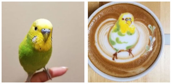 Ку-сан - домашний бариста. Он увлекается искусством приготовления латте в качестве хобби.