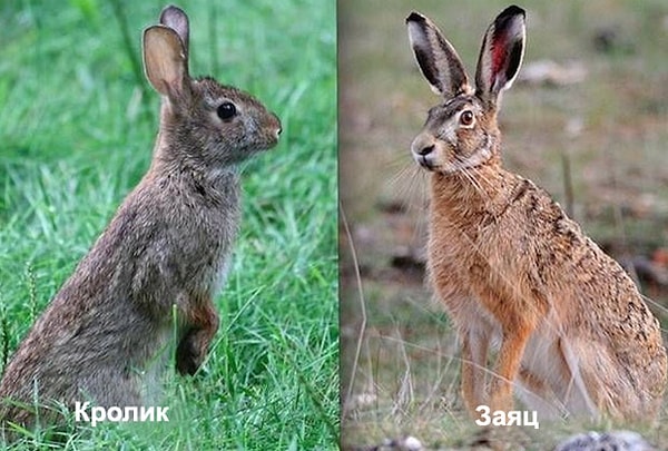 10. Зайцы и кролики относятся к одному виду – зайцевые, поэтому могут скрещиваться между собой.