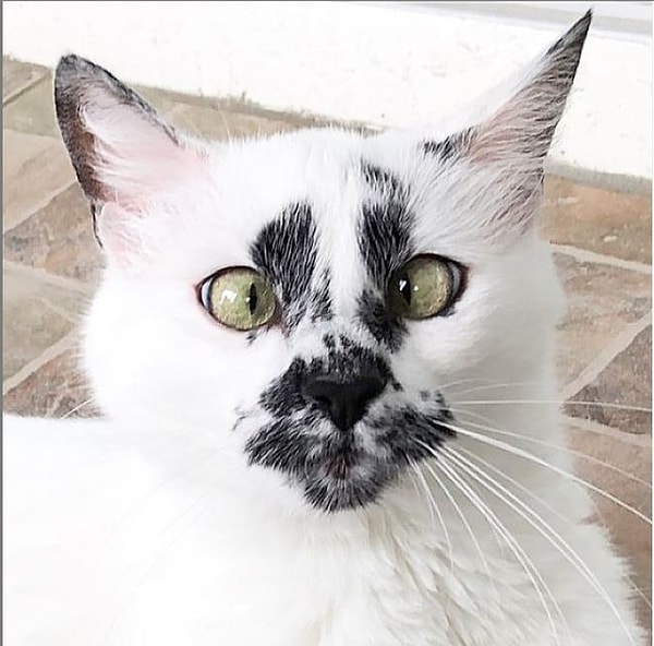 9. А эта цитата откуда: "Чуть что - сразу косой"?