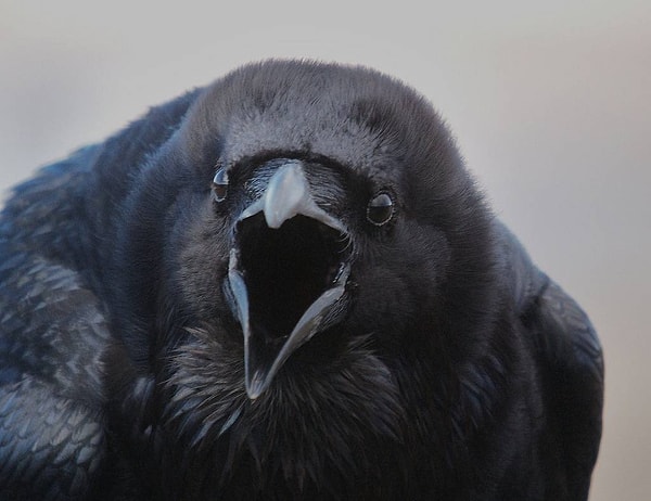 Вы умный и проницательный человек, но эти качества вы иногда используете в корыстных целях
