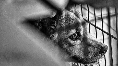 Sakarya'da Bir Barınakta Hayatını Kaybeden Köpeğin Dehşet Verici Otopsi Raporu: 'Ölüm Nedeni Şiddetli Tecavüz'