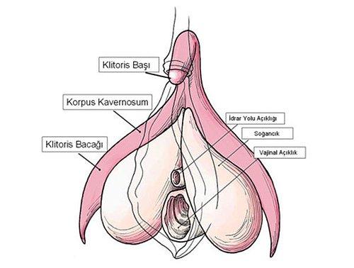 vajina mi vulva mi demek daha dogru kadin cinsel organinin kafa karistiran anatomisini inceliyoruz onedio com