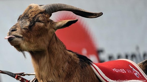 6. Козла никогда не считали талисманом, который приносит футболистам удачу.