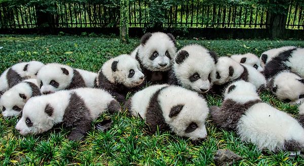Çin'in Sichuan ve Shaanxi bölgelerinde yaklaşık 2 bin panda vahşi doğada yaşıyor.