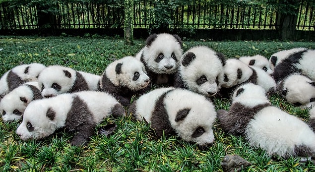 Çin'in Sichuan ve Shaanxi bölgelerinde yaklaşık 2 bin panda vahşi doğada yaşıyor.