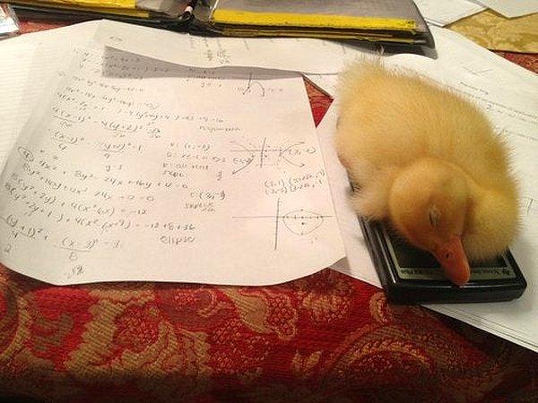 “Matematik ödevimi yapamıyorum çünkü ördeğim hesap makinemde uykuya daldı.”