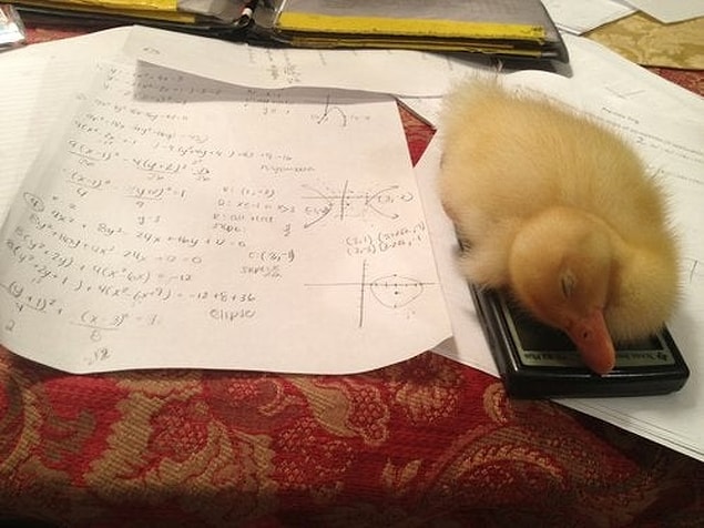 “Matematik ödevimi yapamıyorum çünkü ördeğim hesap makinemde uykuya daldı.”