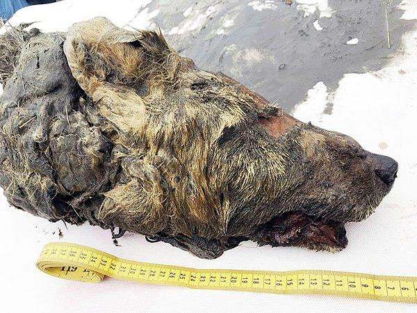 Buzul çağında yaşayan bu hayvanlar, Temmuz 2018’de Sibirya'daki Sakha Cumhuriyeti'nde yapılan araştırmalar sırasında keşfedilmişti.