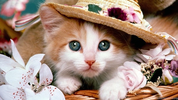 10. А теперь перейдем к аксессуарам. Выберите игрушку для вашего питомца: